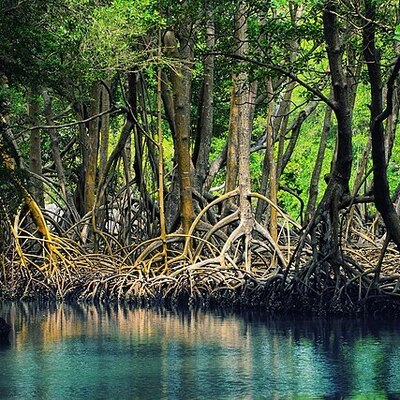 Dominican_republic_Los_Haitises_mangroves