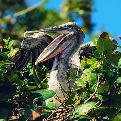 Pelican_in_the_nest