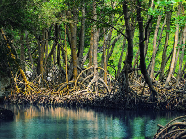 Parque Nacional Los Haitises y Cayo Levantado - Image 5