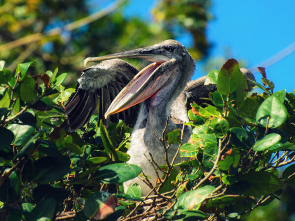Parque Nacional Los Haitises y Cayo Levantado - Image 6