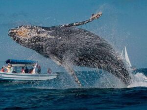 Avistamiento de Ballenas y Cayo Levantado
