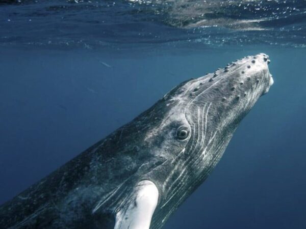 Avistamiento de Ballenas y Cayo Levantado - Image 2