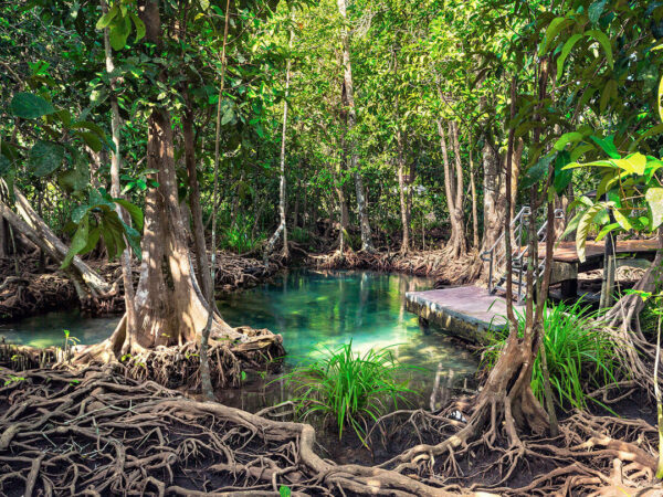 Parque Nacional Los Haitises y Cayo Levantado - Image 7