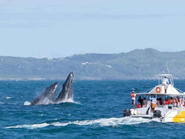 Avistamiento de Ballenas y Cayo Levantado - Image 6