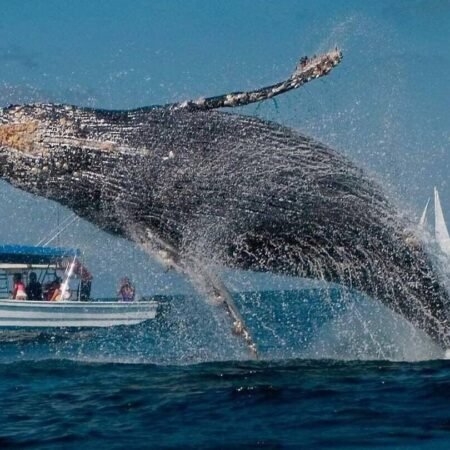 Avistamiento de Ballenas y Cayo Levantado
